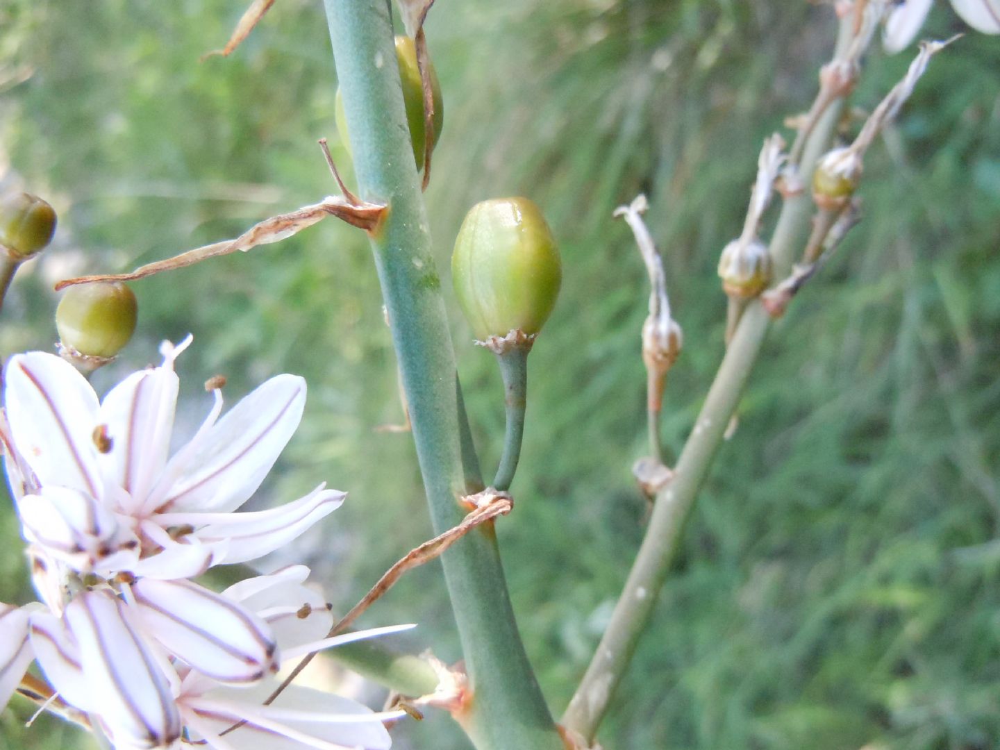 Costiera sorrentina - Asphodelus fistulosus